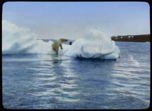 Image of Polar Bear Climbing onto Iceberg